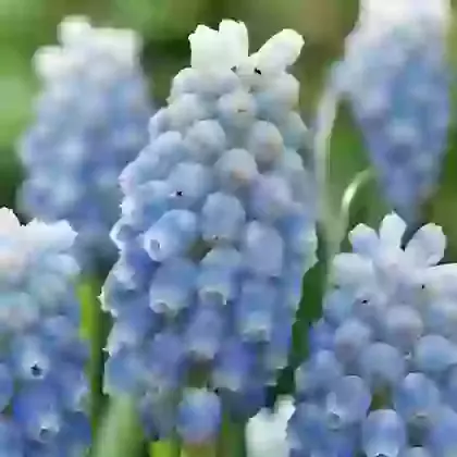 Peppermint